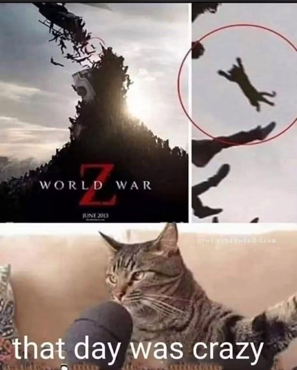 Typical cat behavior