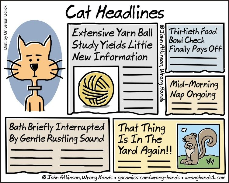 Cat Headlines