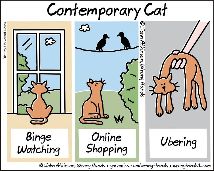 The contemporary cat