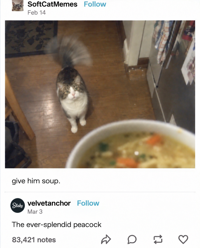 Peacock cat wants soup