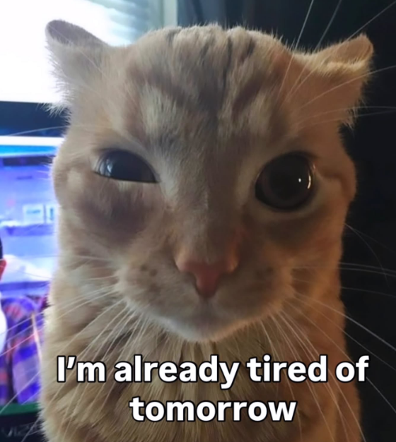 Tomorrow is Monday😿
