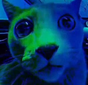 Can someone PLEASE give me more re-colours of this cat