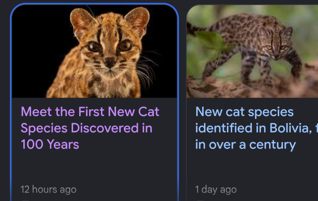 tilcayo new feline species.