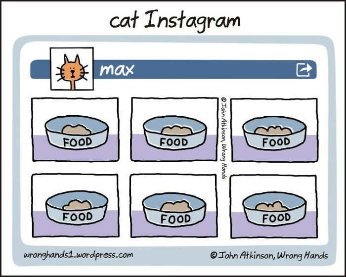 Cat Instagram