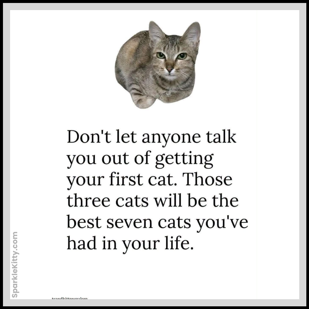 Best 11 cats of your life!